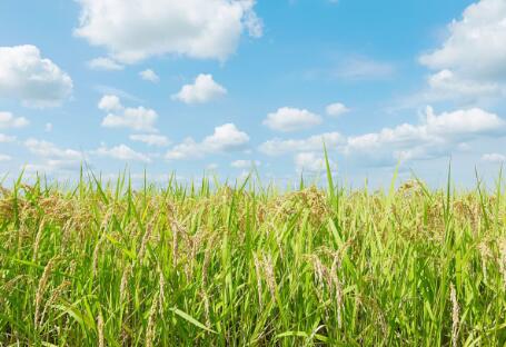 各地政策頻出，生物質(zhì)發(fā)電引重視